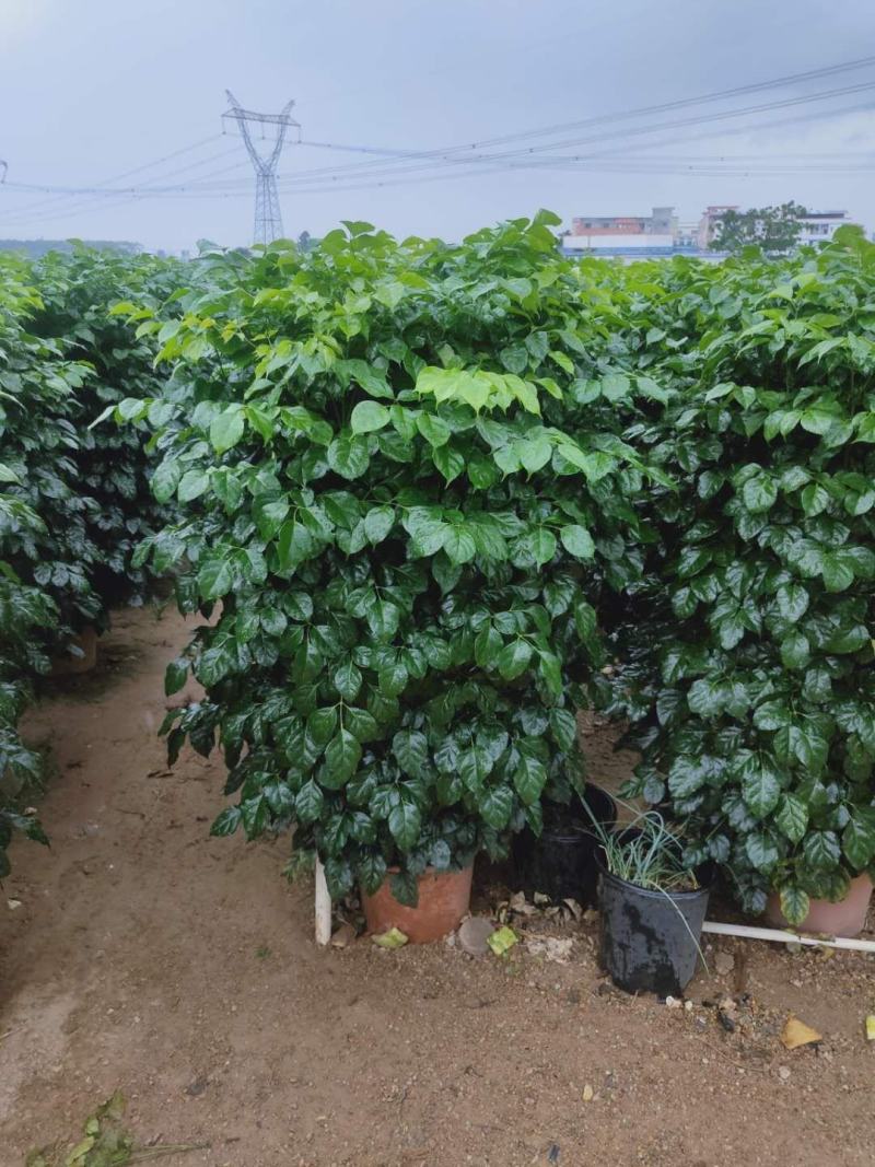 幸福树盆栽大棵大型老桩丛生造型绿植绿宝树基地直销批发