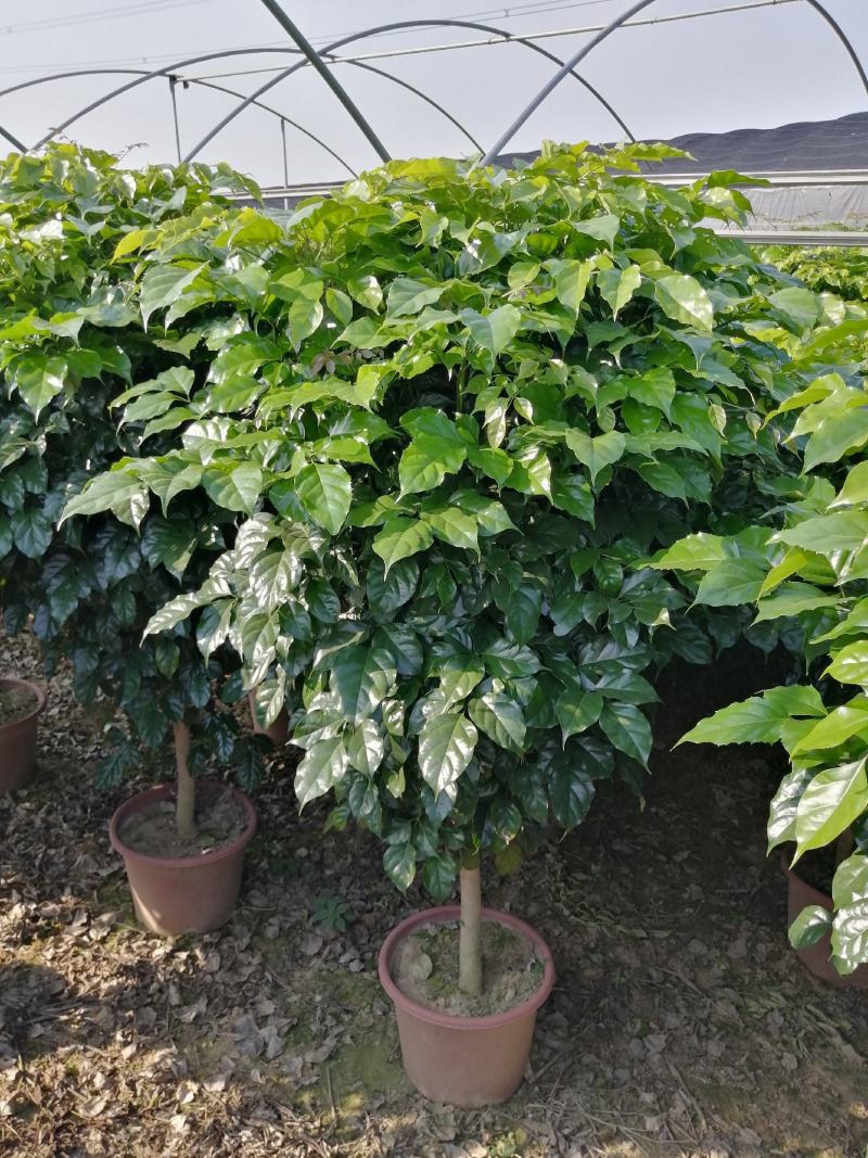 幸福树盆栽大棵大型老桩丛生造型绿植绿宝树基地直销批发