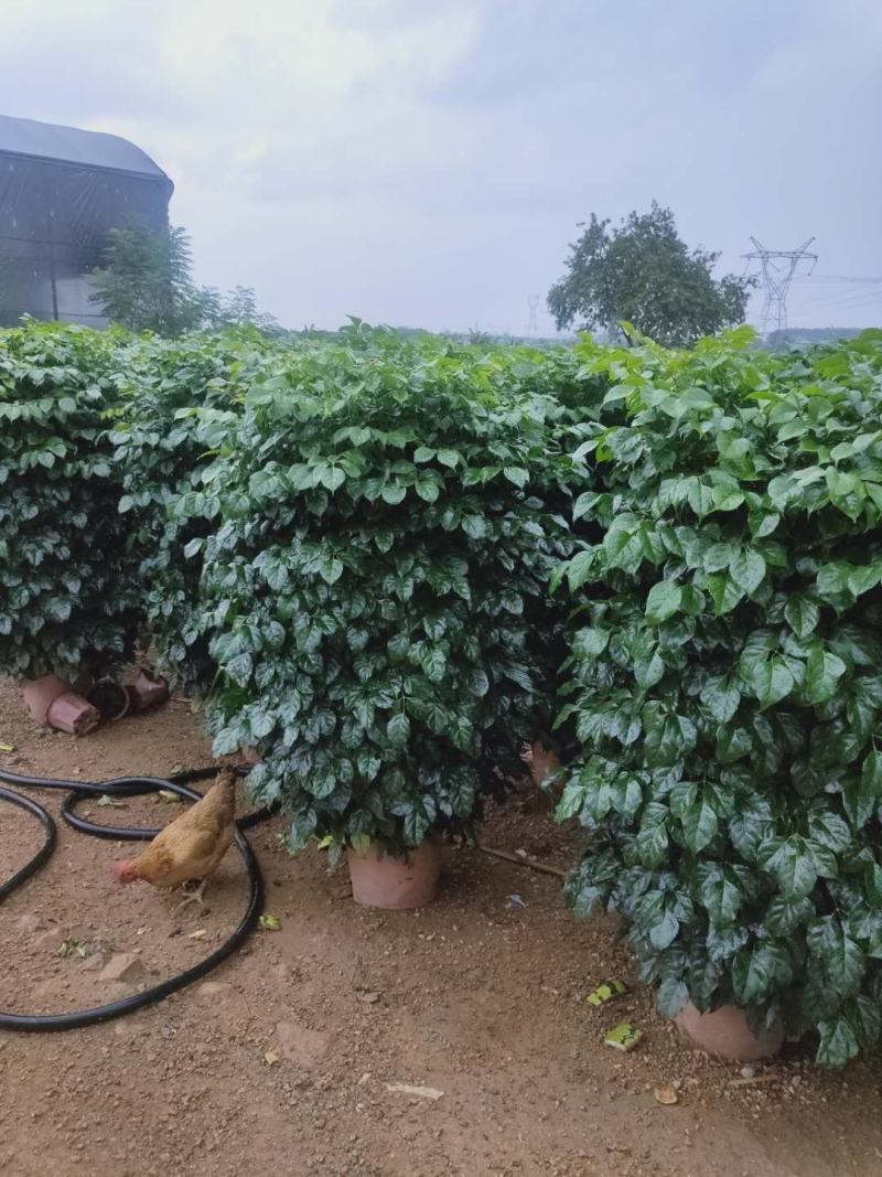 幸福树盆栽大棵大型老桩丛生造型绿植绿宝树基地直销批发