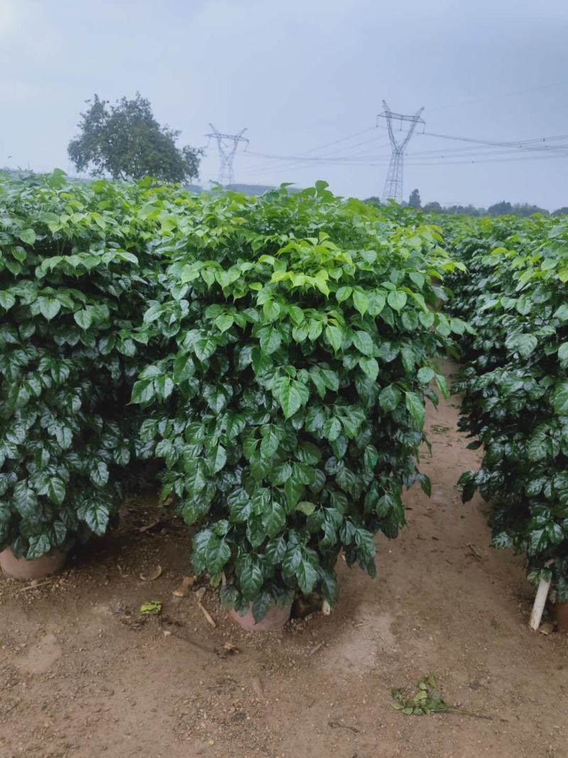 幸福树盆栽大棵大型老桩丛生造型绿植绿宝树基地直销批发