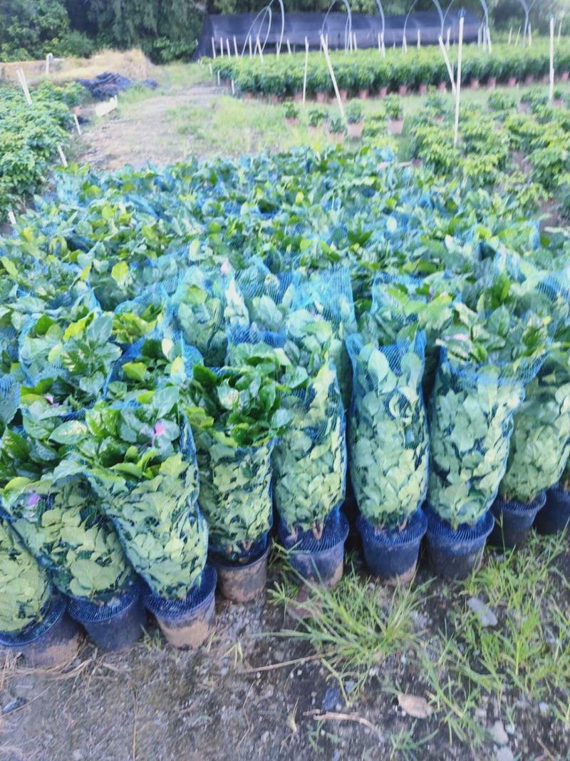 幸福树盆栽大棵大型老桩丛生造型绿植绿宝树基地直销批发