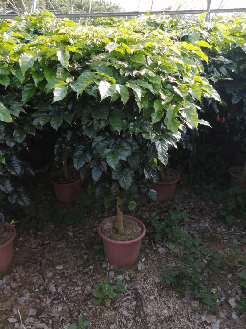幸福树盆栽大棵大型老桩丛生造型绿植绿宝树基地直销批发