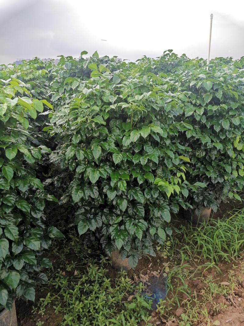幸福树盆栽大棵大型老桩丛生造型绿植绿宝树基地直销批发