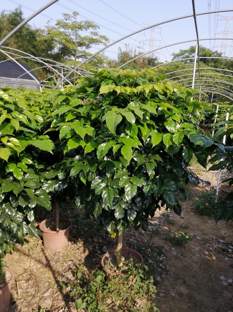 幸福树盆栽大棵大型老桩丛生造型绿植绿宝树基地直销批发