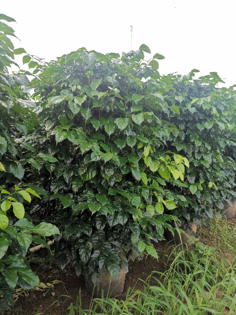 幸福树盆栽大棵大型老桩丛生造型绿植绿宝树基地直销批发
