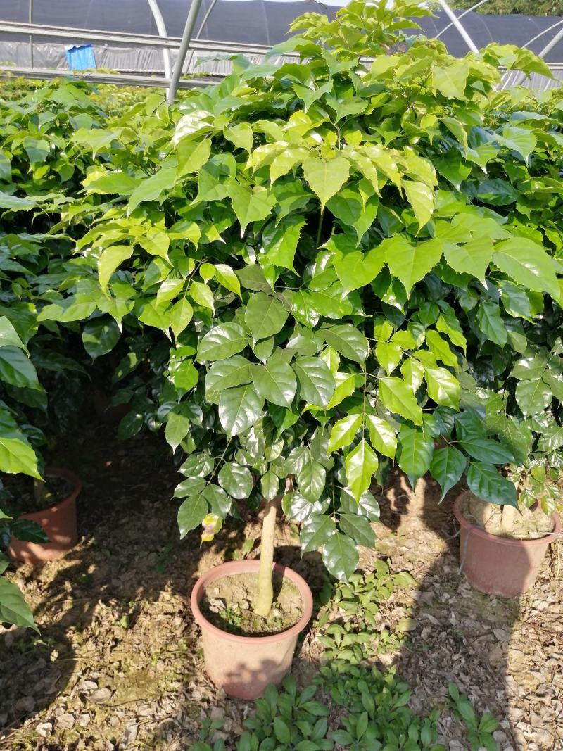 幸福树盆栽大棵大型老桩丛生造型绿植绿宝树基地直销批发