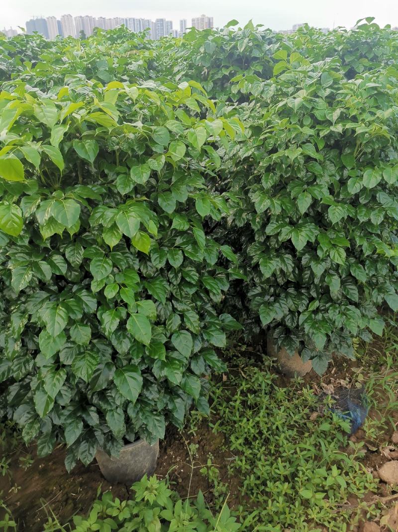 幸福树盆栽大棵大型老桩丛生造型绿植绿宝树基地直销批发