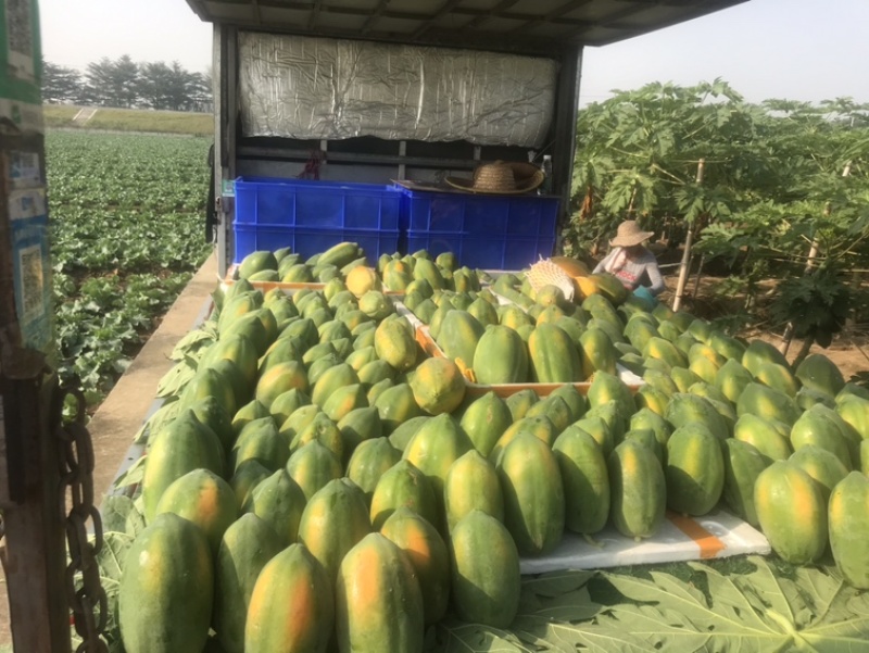 益圆木瓜，合适各大加工厂电商批发市场