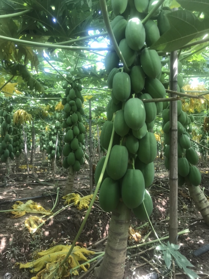 益圆木瓜，合适各大加工厂电商批发市场