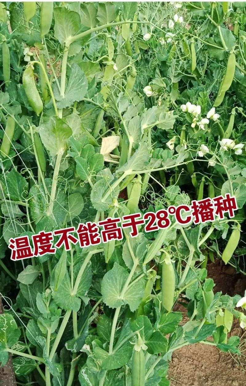 台湾长寿仁豌豆种子，粒数7-9粒,豆仁绿色形7高,商品性