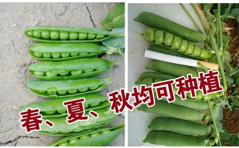 台湾长寿仁豌豆种子，粒数7-9粒,豆仁绿色形7高,商品性