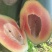 水果木瓜2斤