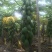 水果木瓜2斤