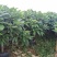 平安树盆栽大型植物四季常青大颗绿植花卉平安树小苗基地直销