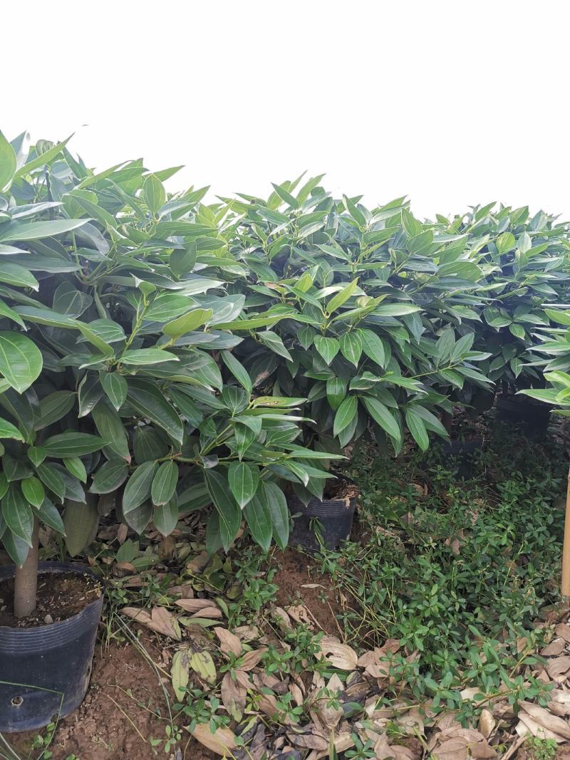 平安树盆栽大型植物四季常青大颗绿植花卉平安树小苗基地直销