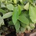 平安树盆栽大型植物四季常青大颗绿植花卉平安树小苗基地直销