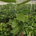 平安树盆栽大型植物四季常青大颗绿植花卉平安树小苗基地直销