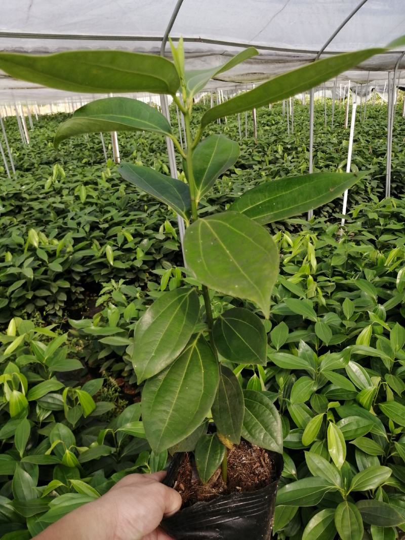 平安树盆栽大型植物四季常青大颗绿植花卉平安树小苗基地直销