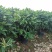 平安树盆栽大型植物四季常青大颗绿植花卉平安树小苗基地直销
