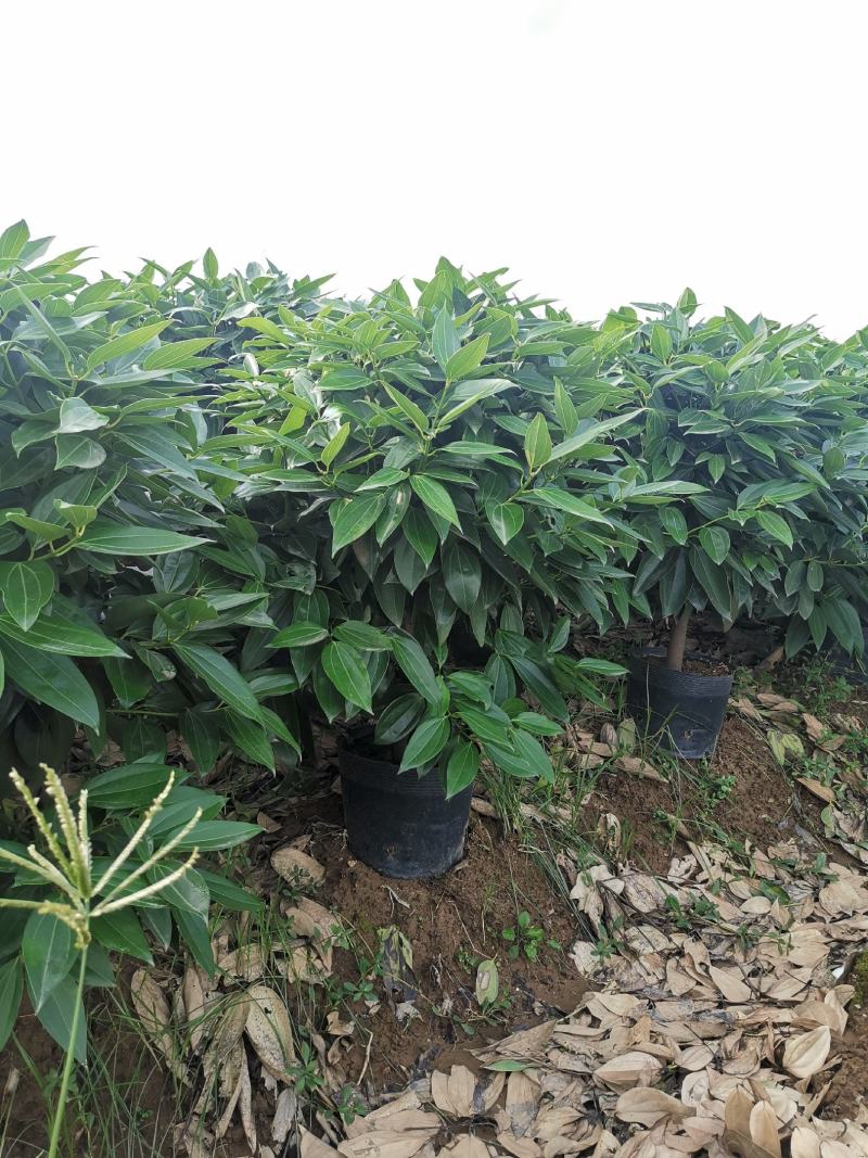 平安树盆栽大型植物四季常青大颗绿植花卉平安树小苗基地直销