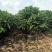 平安树盆栽大型植物四季常青大颗绿植花卉平安树小苗基地直销