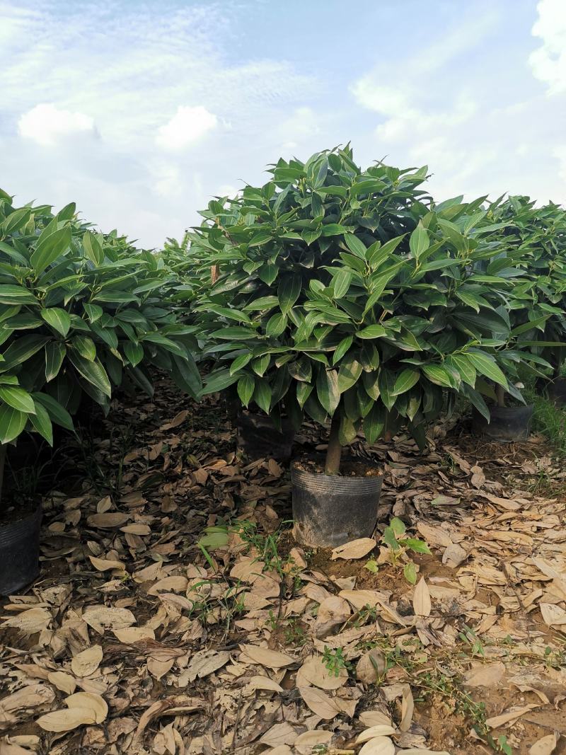 平安树盆栽大型植物四季常青大颗绿植花卉平安树小苗基地直销