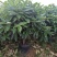 平安树盆栽大型植物四季常青大颗绿植花卉平安树小苗基地直销
