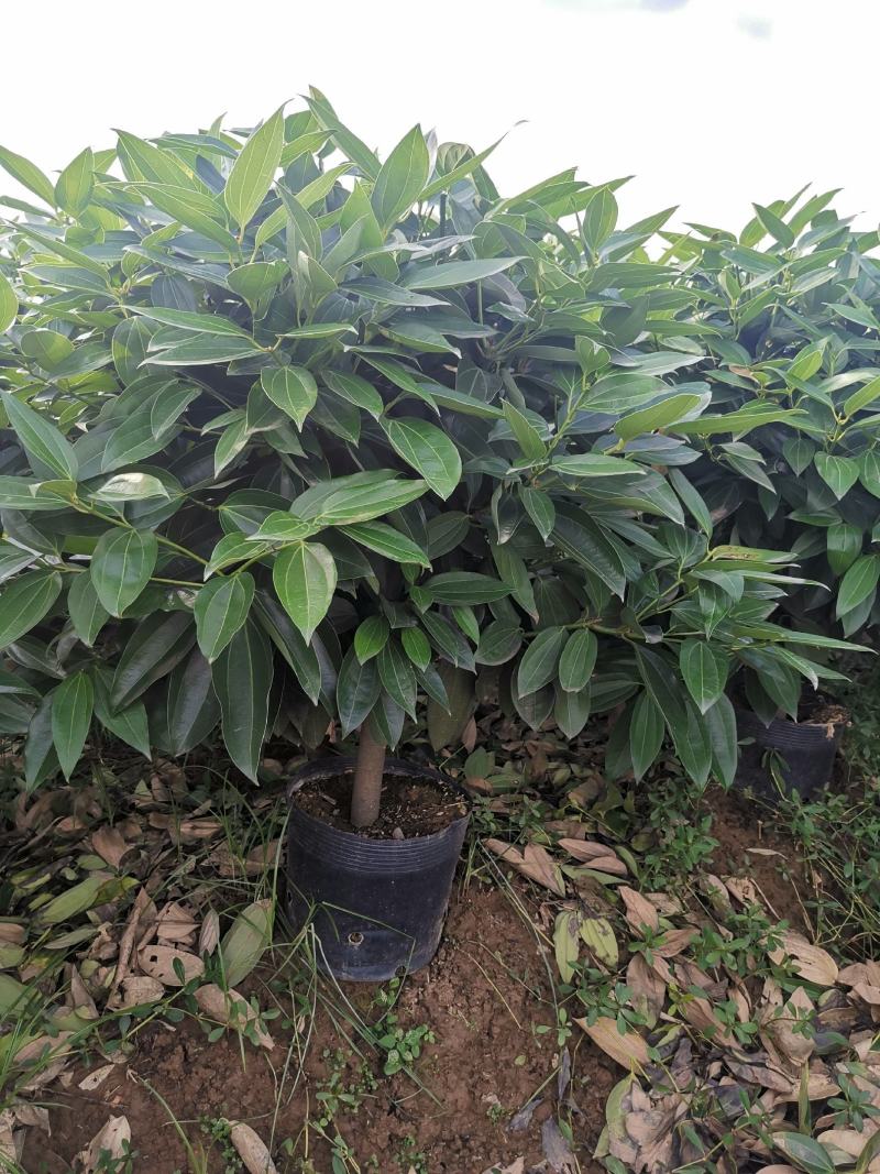 平安树盆栽大型植物四季常青大颗绿植花卉平安树小苗基地直销