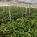 平安树盆栽大型植物四季常青大颗绿植花卉平安树小苗基地直销