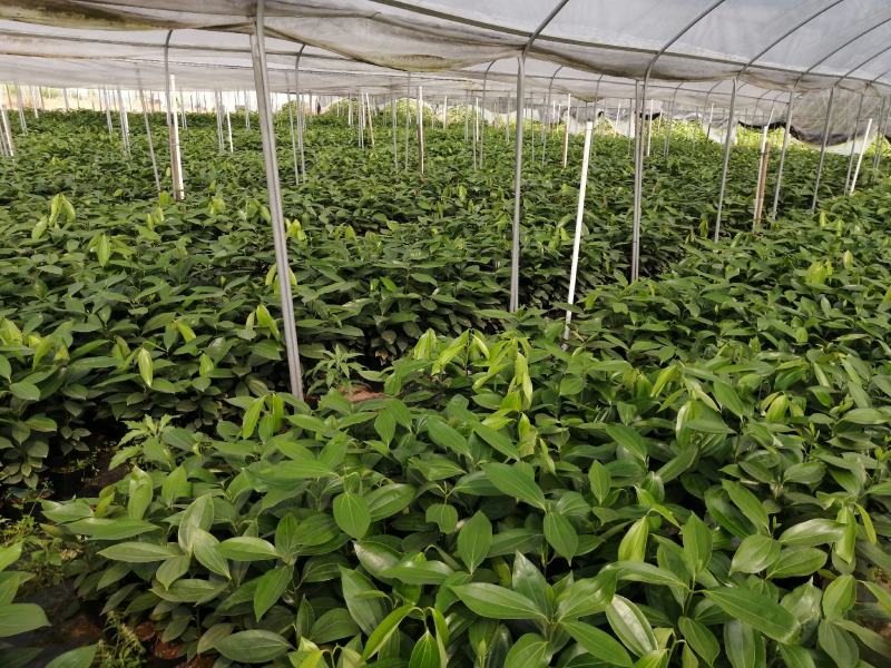 平安树盆栽大型植物四季常青大颗绿植花卉平安树小苗基地直销