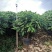 平安树盆栽大型植物四季常青大颗绿植花卉平安树小苗基地直销