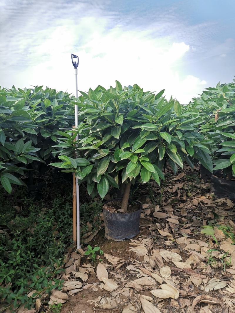 平安树盆栽大型植物四季常青大颗绿植花卉平安树小苗基地直销