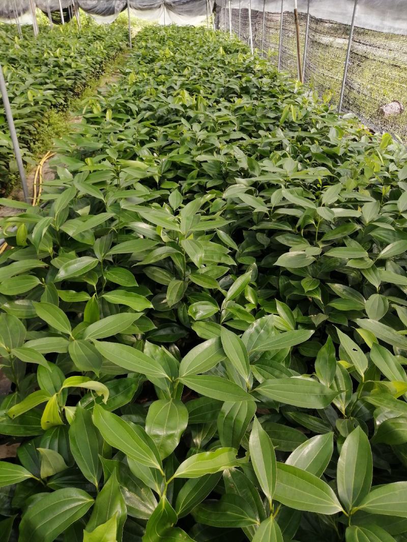 平安树盆栽大型植物四季常青大颗绿植花卉平安树小苗基地直销