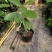平安树盆栽大型植物四季常青大颗绿植花卉平安树小苗基地直销