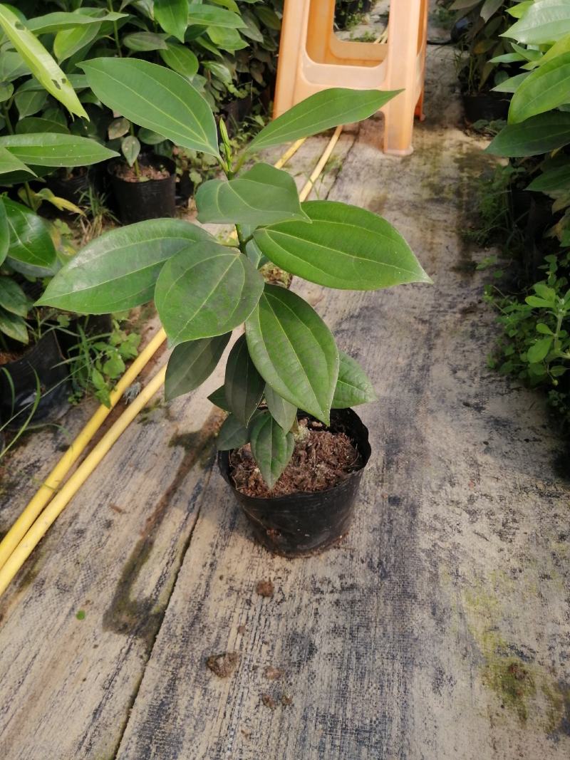 平安树盆栽大型植物四季常青大颗绿植花卉平安树小苗基地直销