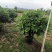 平安树盆栽大型植物四季常青大颗绿植花卉平安树小苗基地直销