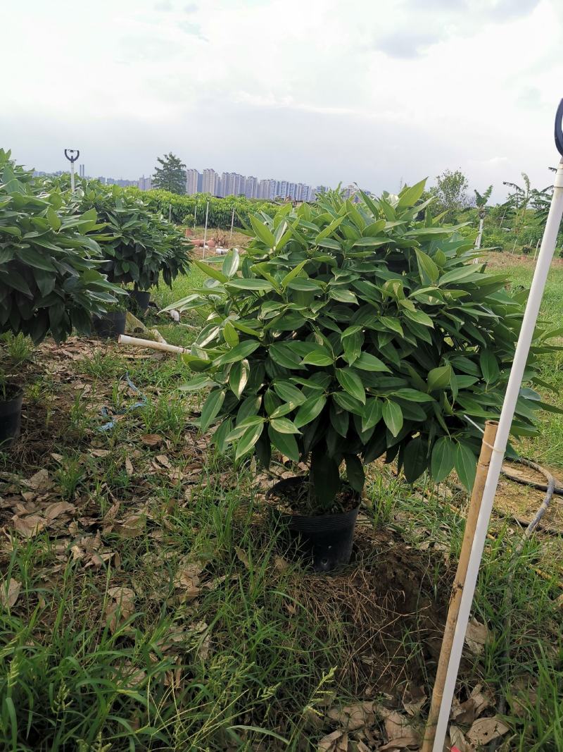 平安树盆栽大型植物四季常青大颗绿植花卉平安树小苗基地直销