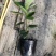 平安树盆栽大型植物四季常青大颗绿植花卉平安树小苗基地直销
