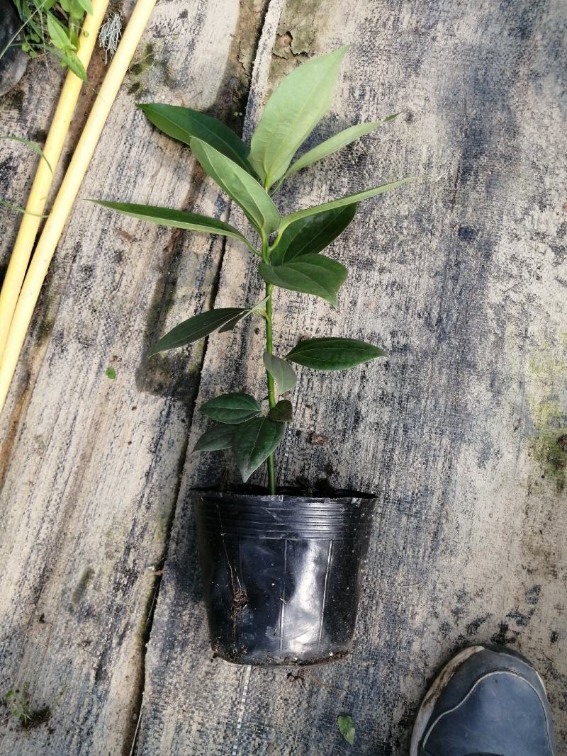 平安树盆栽大型植物四季常青大颗绿植花卉平安树小苗基地直销