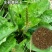 车前草种子食用野菜种籽中药材车轮菜籽野生车前子四季蔬菜种