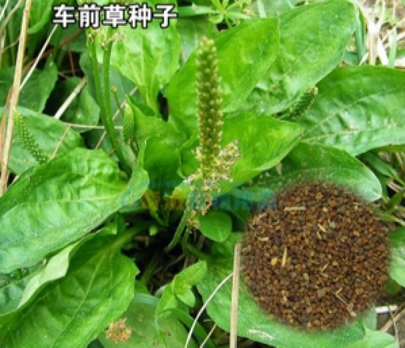车前草种子食用野菜种籽中药材车轮菜籽野生车前子四季蔬菜种
