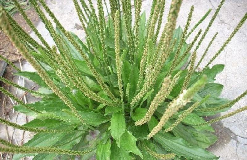 车前草种子食用野菜种籽中药材车轮菜籽野生车前子四季蔬菜种