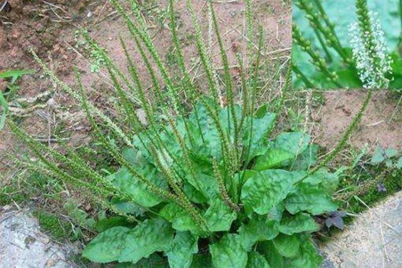 车前草种子食用野菜种籽中药材车轮菜籽野生车前子四季蔬菜种