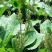 车前草种子食用野菜种籽中药材车轮菜籽野生车前子四季蔬菜种