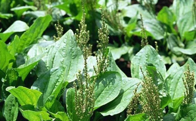 车前草种子食用野菜种籽中药材车轮菜籽野生车前子四季蔬菜种