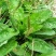 车前草种子食用野菜种籽中药材车轮菜籽野生车前子四季蔬菜种