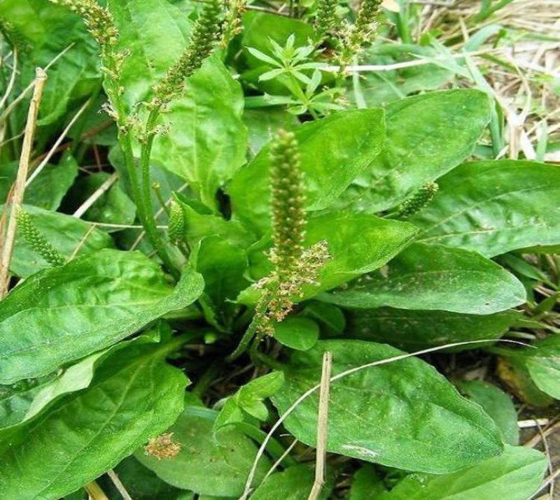车前草种子食用野菜种籽中药材车轮菜籽野生车前子四季蔬菜种