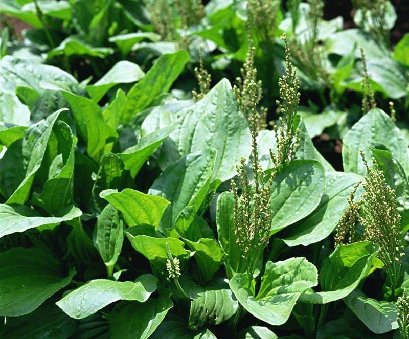 车前草种子食用野菜种籽中药材车轮菜籽野生车前子四季蔬菜种