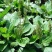 车前草种子食用野菜种籽中药材车轮菜籽野生车前子四季蔬菜种