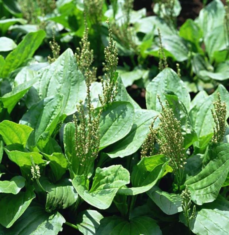 车前草种子食用野菜种籽中药材车轮菜籽野生车前子四季蔬菜种